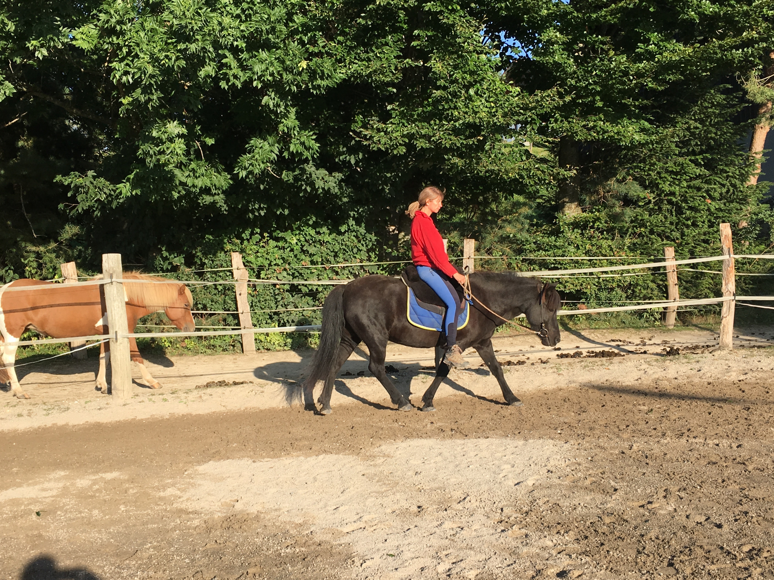 Pferde mental und körperlich in Balance setzen