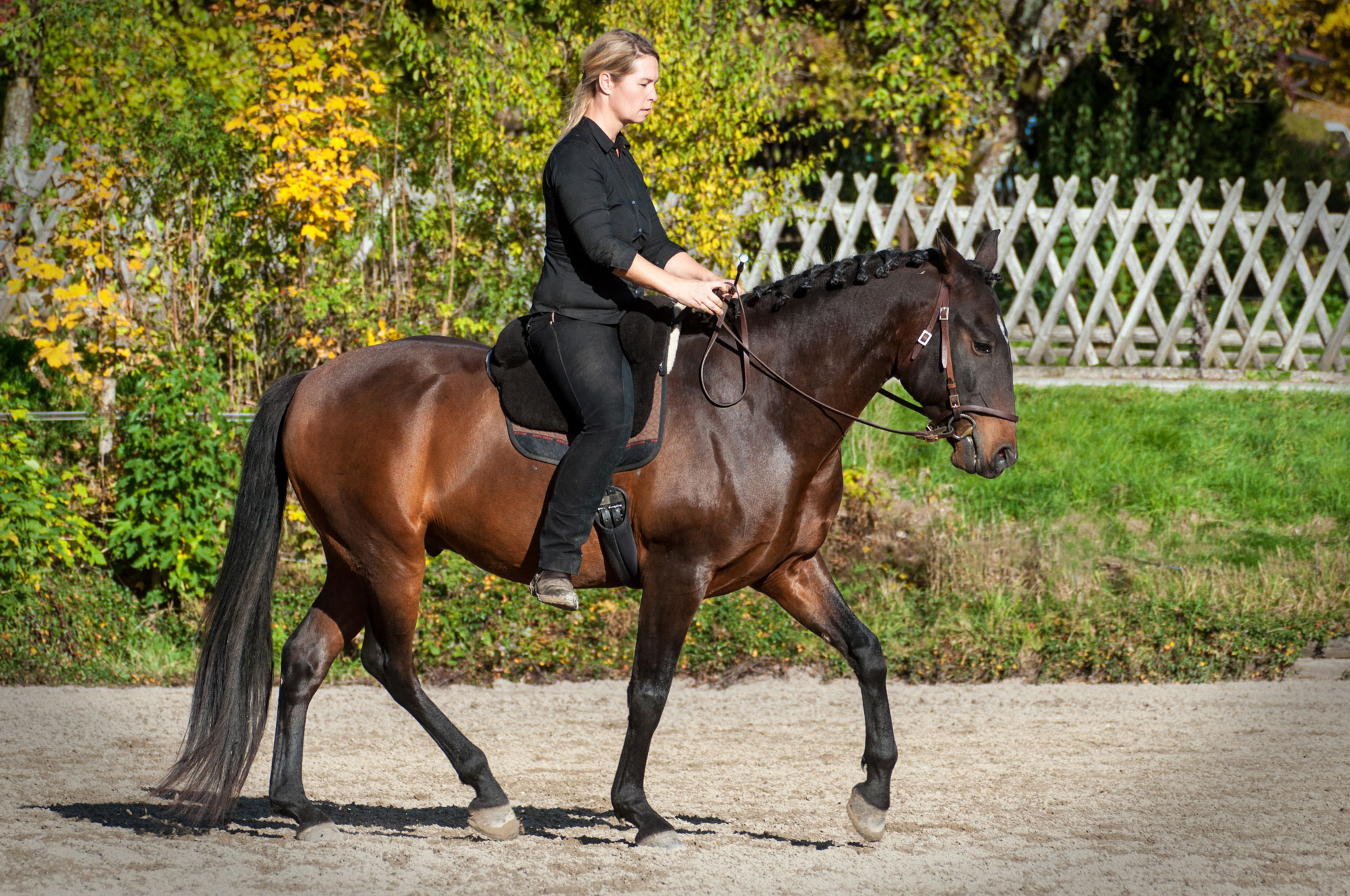 Folge 3 Richtig Treiben Als Grundlage Für Feines Reiten