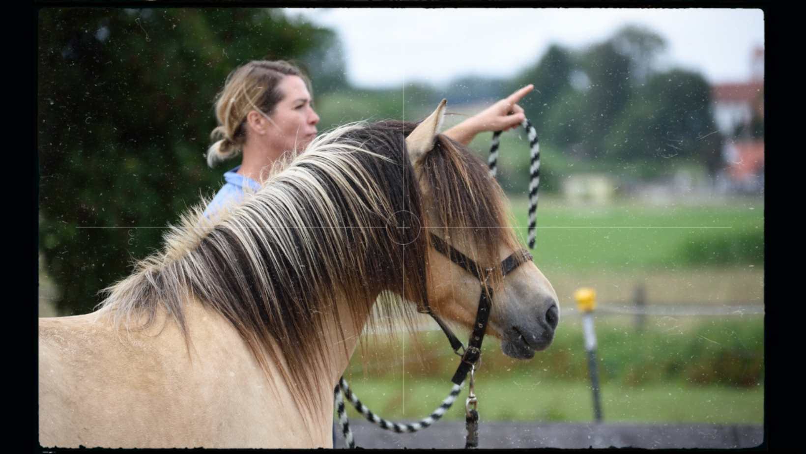 Horse Speak Basis Online-Seminar mit Kirsti Ludwig