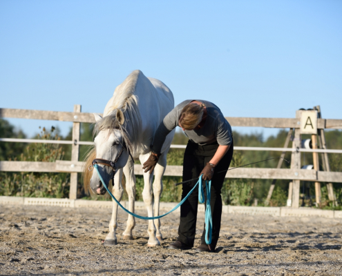Feine Hilfen - Die Kommunikation mit Pferden verfeinern