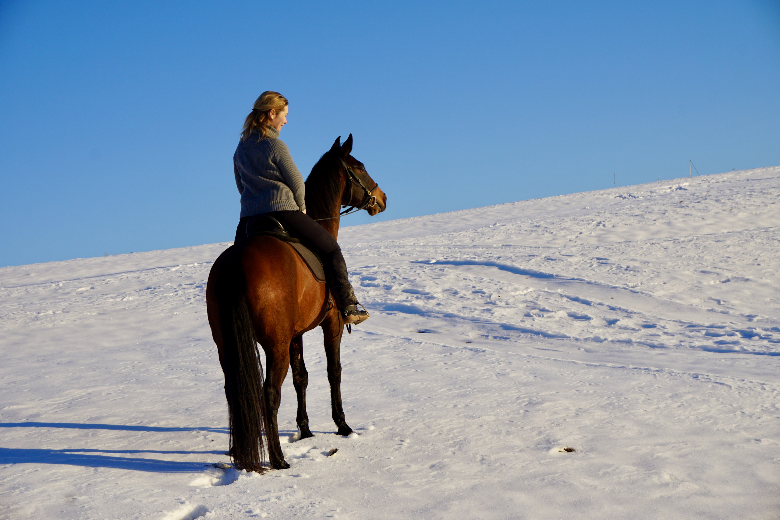 Horse Speak Kurstage mit Kirsti Ludwig