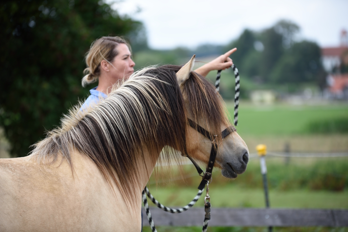 Zwei-Tages-Seminar: Horse Speak mit Kirsti Ludwig am 17. + 18. Juni 2023 in 82234 Weßling